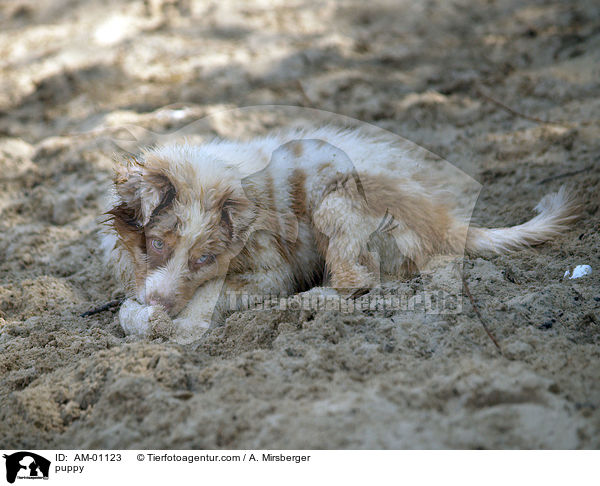 Australian Shepherd Welpe / puppy / AM-01123