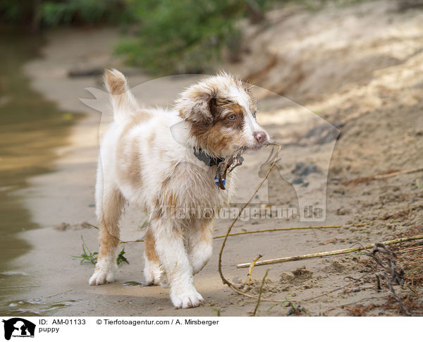 Australian Shepherd Welpe / puppy / AM-01133