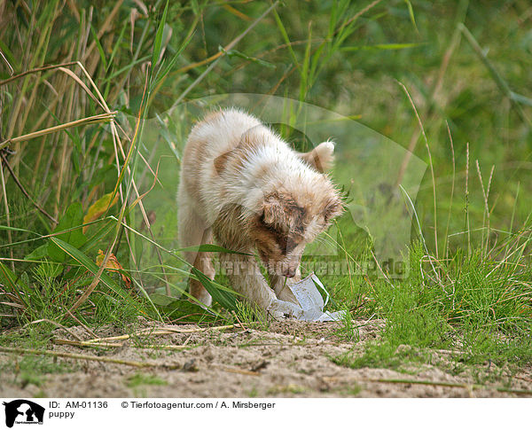 Australian Shepherd Welpe / puppy / AM-01136