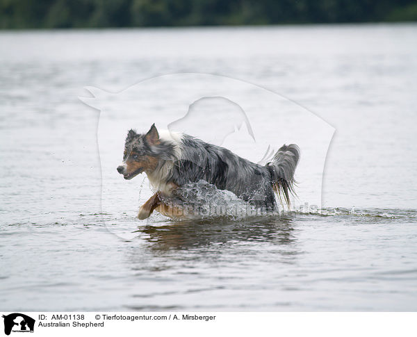 Australian Shepherd / Australian Shepherd / AM-01138