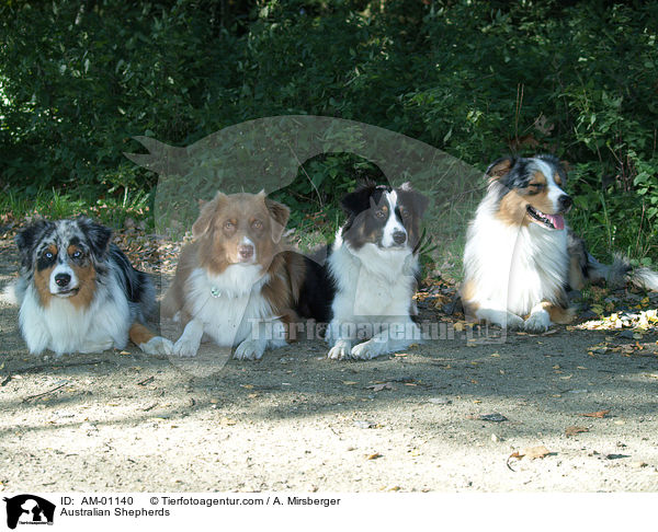 Australian Shepherds / Australian Shepherds / AM-01140