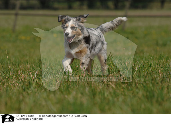 junger Australian Shepherd / Australian Shepherd / DV-01581