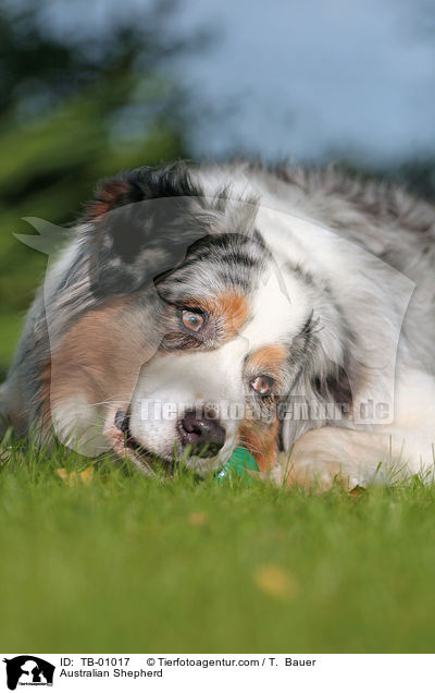 Australian Shepherd / Australian Shepherd / TB-01017