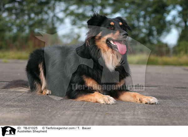 Australian Shepherd / Australian Shepherd / TB-01025
