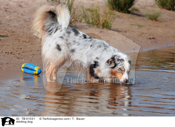 drinking dog / TB-01031