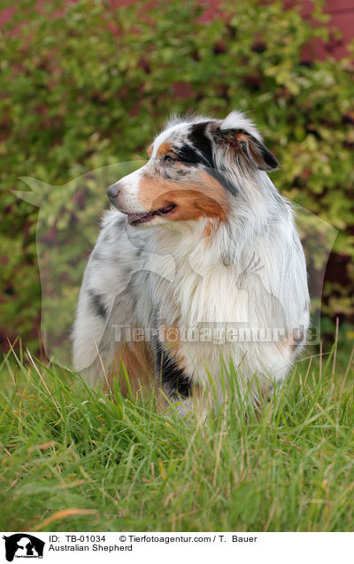 Australian Shepherd / Australian Shepherd / TB-01034