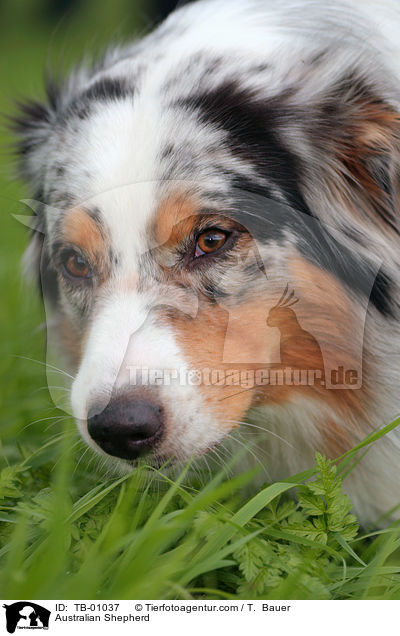 Australian Shepherd / Australian Shepherd / TB-01037