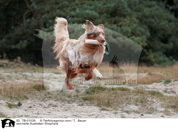 red-merle Australian Shepherd / red-merle Australian Shepherd / TB-01039