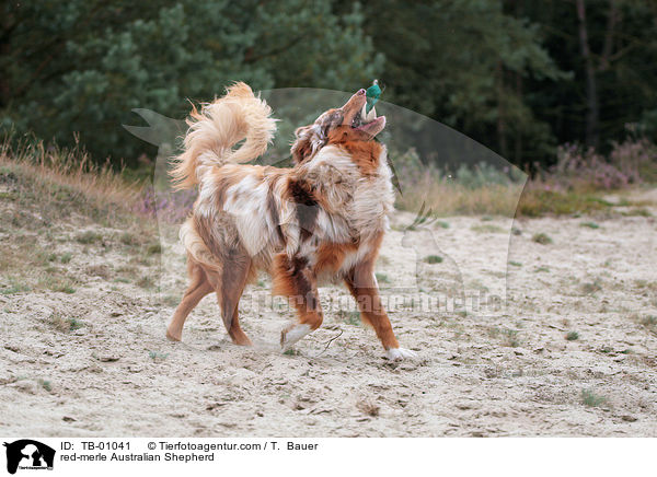 red-merle Australian Shepherd / red-merle Australian Shepherd / TB-01041