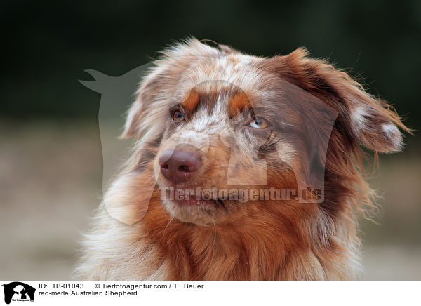 red-merle Australian Shepherd / red-merle Australian Shepherd / TB-01043