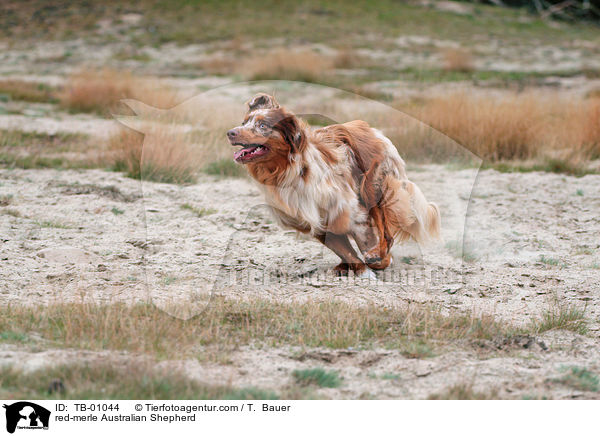 red-merle Australian Shepherd / red-merle Australian Shepherd / TB-01044