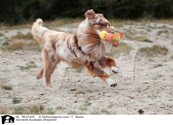 red-merle Australian Shepherd / red-merle Australian Shepherd / TB-01045