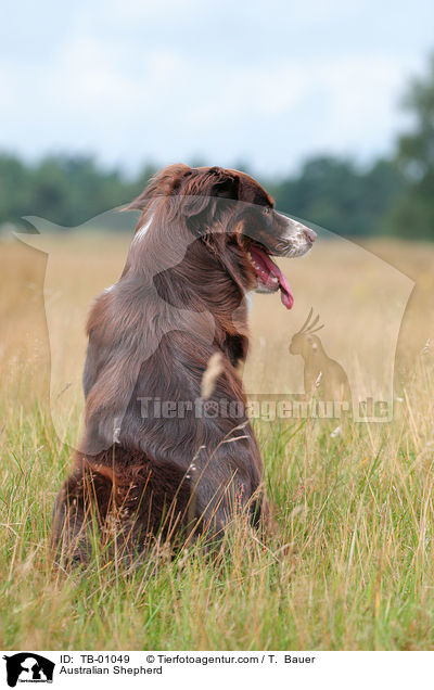 Australian Shepherd / Australian Shepherd / TB-01049