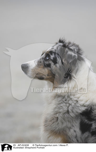 Australian Shepherd Portrait / Australian Shepherd Portrait / AP-02406