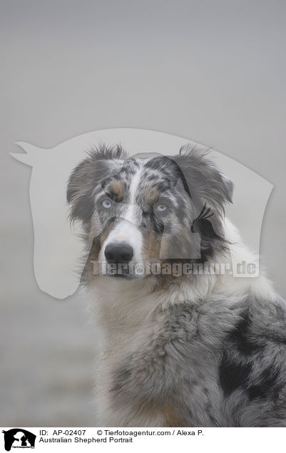 Australian Shepherd Portrait / Australian Shepherd Portrait / AP-02407