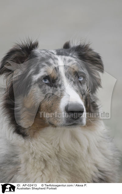 Australian Shepherd Portrait / Australian Shepherd Portrait / AP-02413