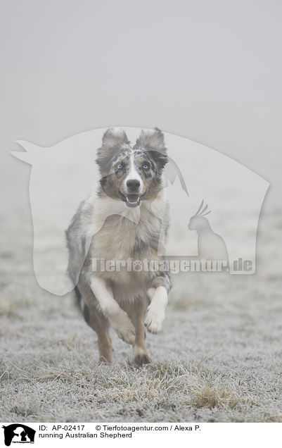 rennender Australian Shepherd / running Australian Shepherd / AP-02417