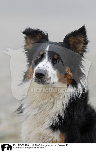 Australian Shepherd Portrait / Australian Shepherd Portrait / AP-02420