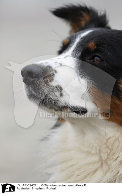 Australian Shepherd Portrait / Australian Shepherd Portrait / AP-02422