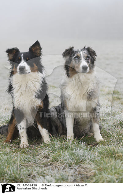 Australian Shepherds / Australian Shepherds / AP-02430