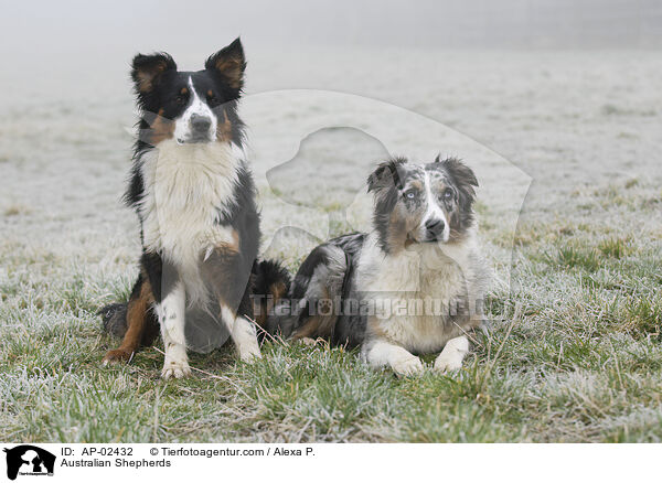 Australian Shepherds / Australian Shepherds / AP-02432