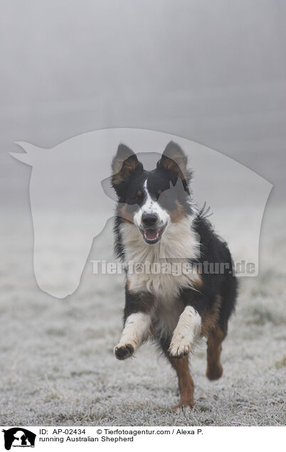 rennender Australian Shepherd / running Australian Shepherd / AP-02434