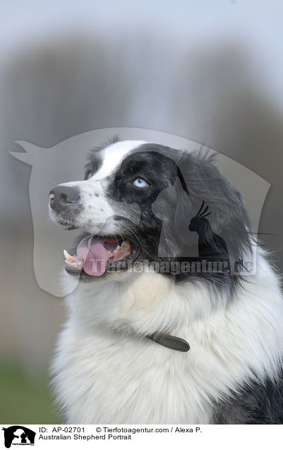 Australian Shepherd Portrait / Australian Shepherd Portrait / AP-02701