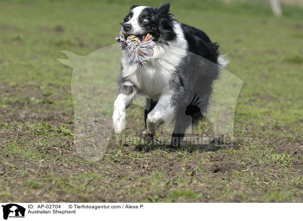 Australian Shepherd / Australian Shepherd / AP-02704