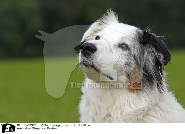 Australian Shepherd Portrait / Australian Shepherd Portrait / JH-03320