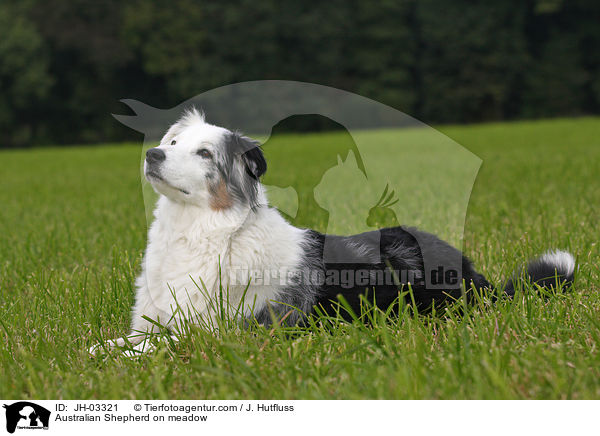 Australian Shepherd auf Wiese / Australian Shepherd on meadow / JH-03321