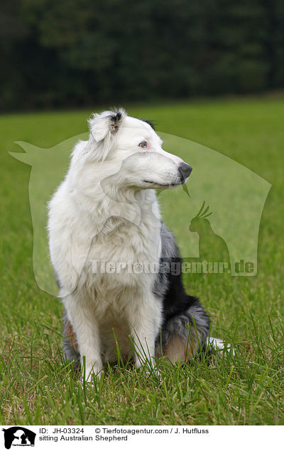 sitzender Australian Shepherd / sitting Australian Shepherd / JH-03324