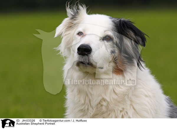 Australian Shepherd Portrait / Australian Shepherd Portrait / JH-03326