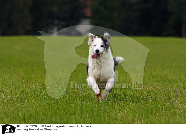 rennender Australian Shepherd / running Australian Shepherd / JH-03328