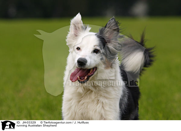 rennender Australian Shepherd / running Australian Shepherd / JH-03329