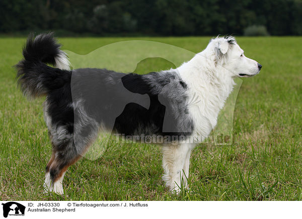 Australian Shepherd / Australian Shepherd / JH-03330