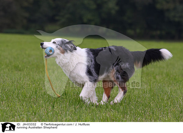 rennender Australian Shepherd / running Australian Shepherd / JH-03332