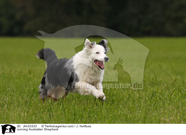 rennender Australian Shepherd / running Australian Shepherd / JH-03333