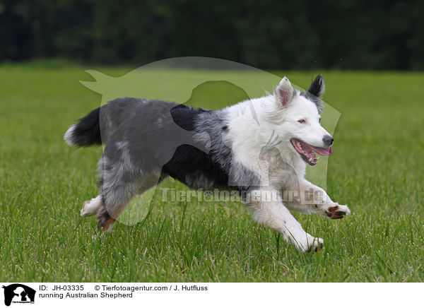 rennender Australian Shepherd / running Australian Shepherd / JH-03335