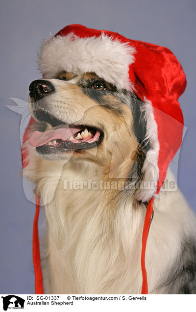 Australian Shepherd / Australian Shepherd / SG-01337