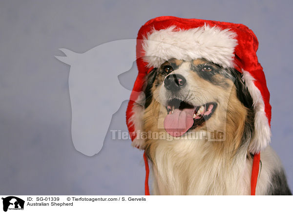 Australian Shepherd / Australian Shepherd / SG-01339