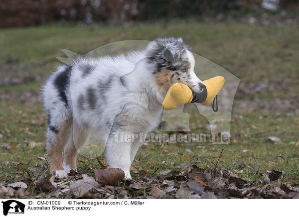 Australian Shepherd Welpe / Australian Shepherd puppy / CM-01009