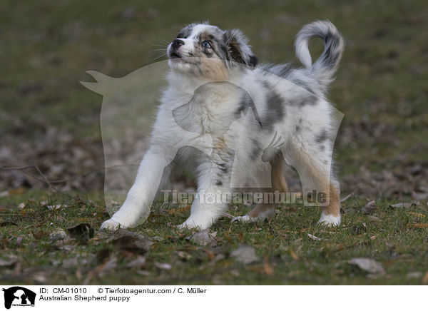 Australian Shepherd Welpe / Australian Shepherd puppy / CM-01010