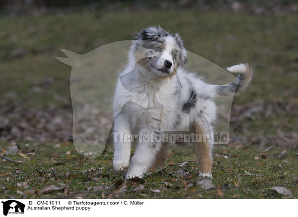 Australian Shepherd Welpe / Australian Shepherd puppy / CM-01011