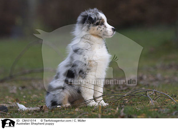 Australian Shepherd Welpe / Australian Shepherd puppy / CM-01014