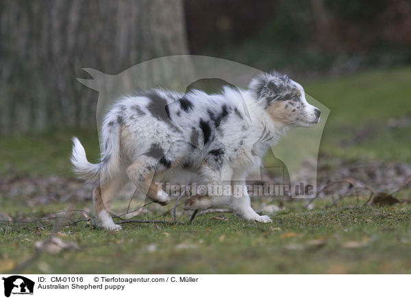 Australian Shepherd Welpe / Australian Shepherd puppy / CM-01016