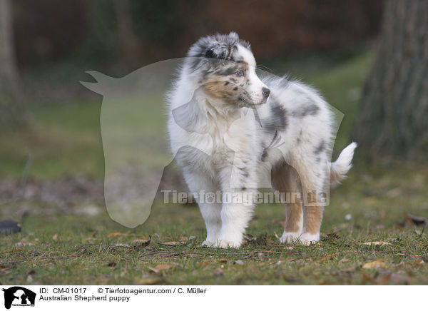 Australian Shepherd Welpe / Australian Shepherd puppy / CM-01017