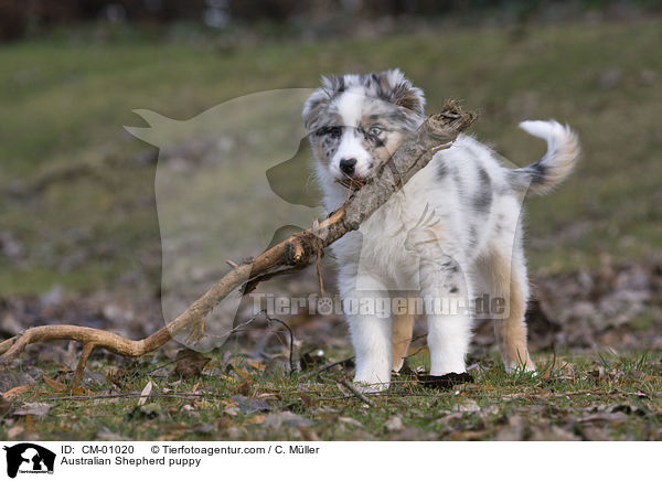 Australian Shepherd Welpe / Australian Shepherd puppy / CM-01020