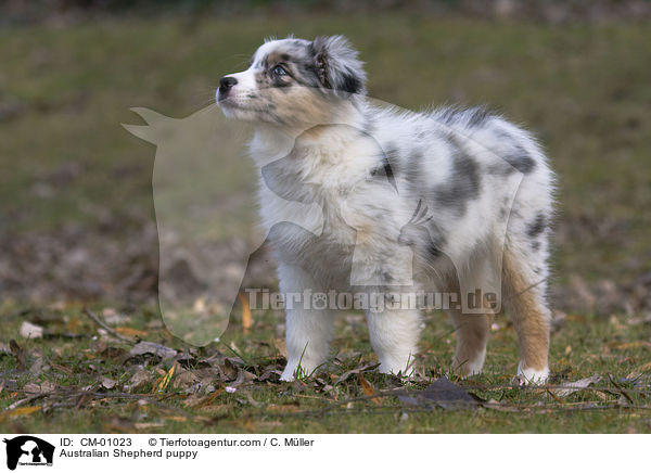 Australian Shepherd Welpe / Australian Shepherd puppy / CM-01023