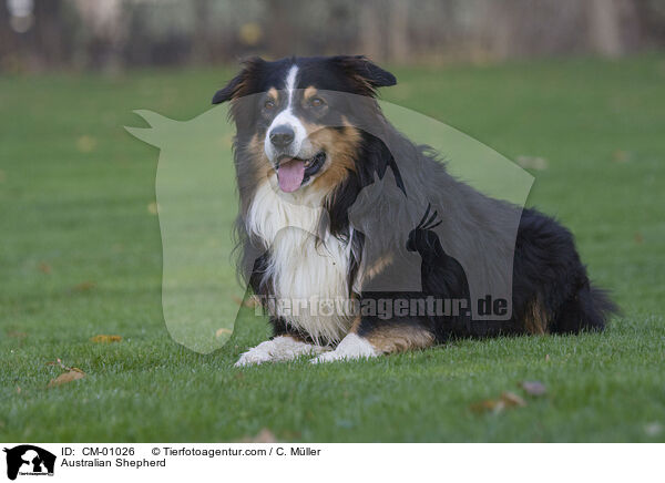 Australian Shepherd / Australian Shepherd / CM-01026