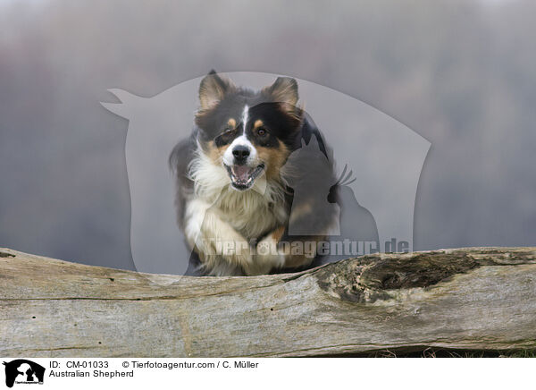 Australian Shepherd / Australian Shepherd / CM-01033